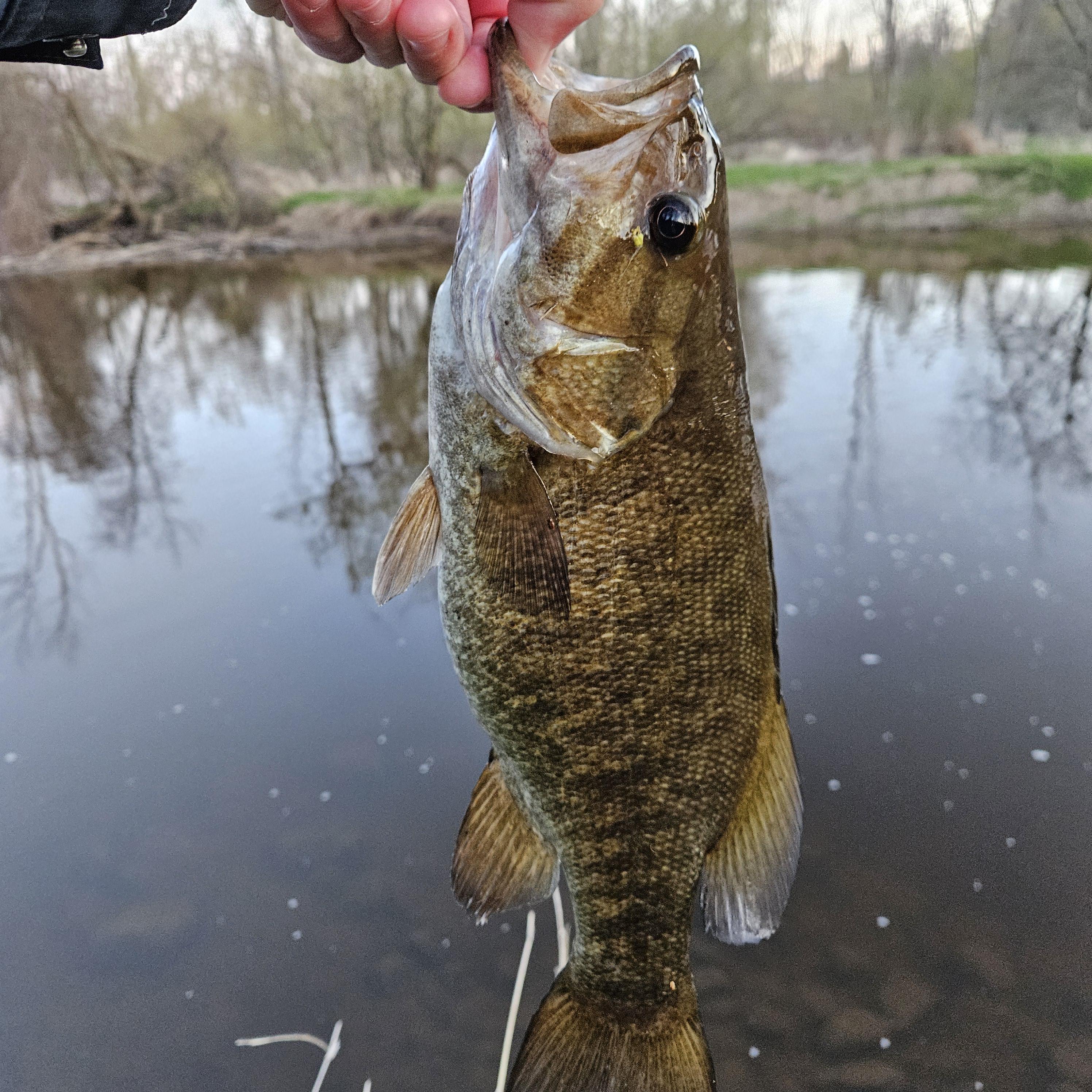 Fish Catch 2