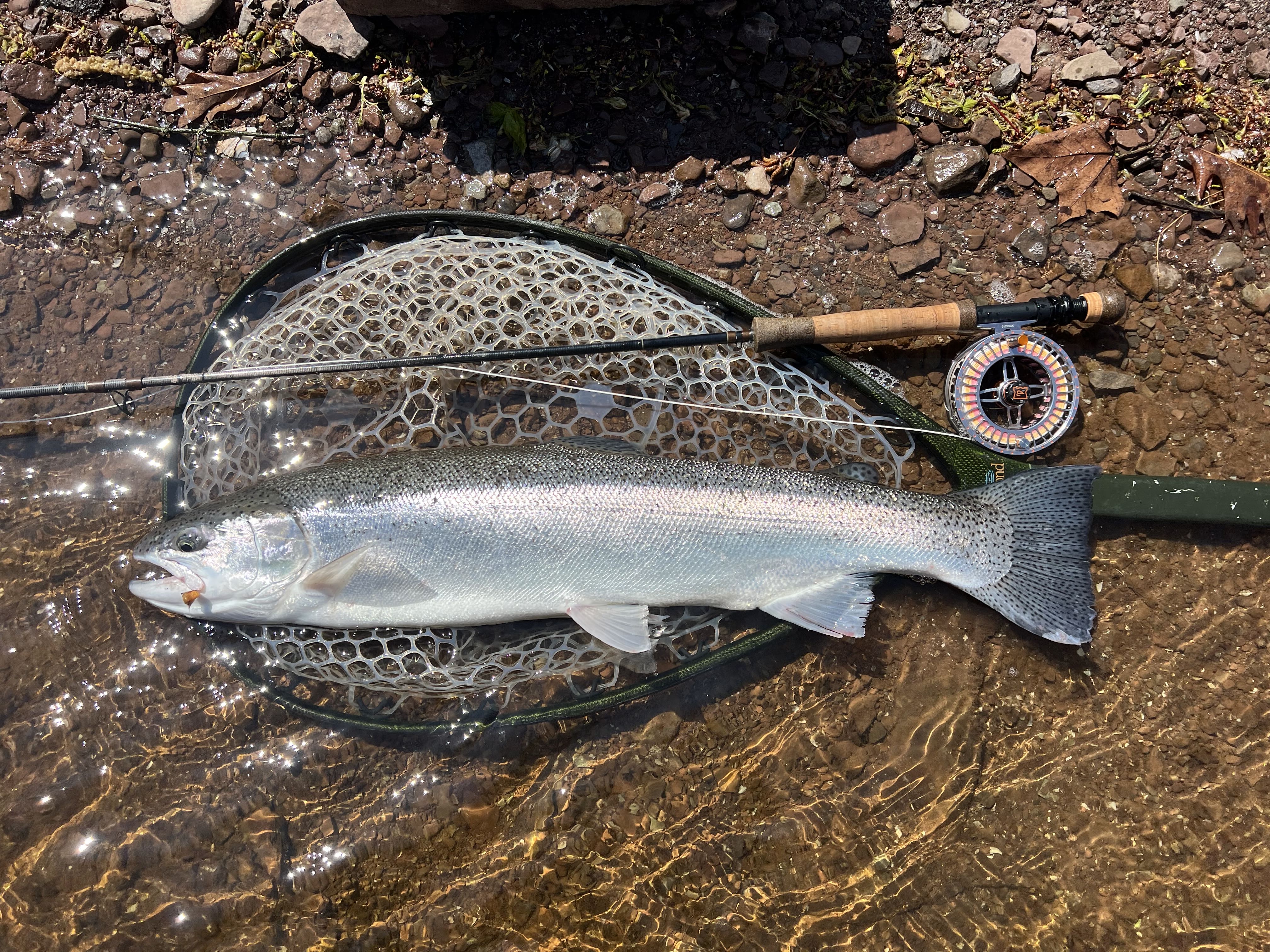 Fish Catch 7
